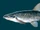 Banff Longnose Dace
