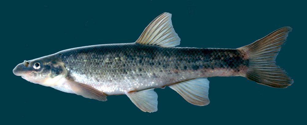 longnose dace