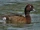 Madagascan Pochard