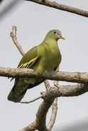 Thick-billed Green Pigeon.jpg (31 KB)