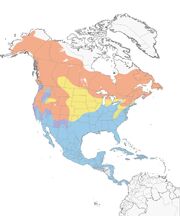 Yellow-rumped-Warbler Distrubtion