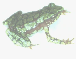 Atelopus-minutulus