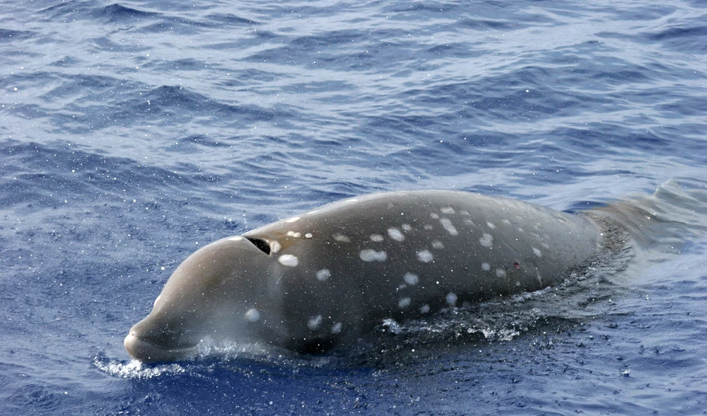 Cuvier's Beaked Whale | Animal Database | Fandom