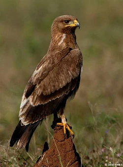 Indian Spotted Eagle