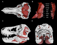 Jaw-adductor-muscle-model-for-Tyrannosaurus-rex-BHI-3033-in-A-dorsal-C-left