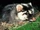 Bornean Ferret Badger