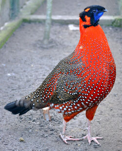 crimson horned pheasant