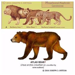 Barbary Leopard | Animal Database | Fandom