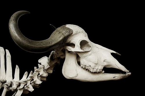 Skull of an African buffalo