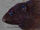 Gregarious Short-tailed Rat