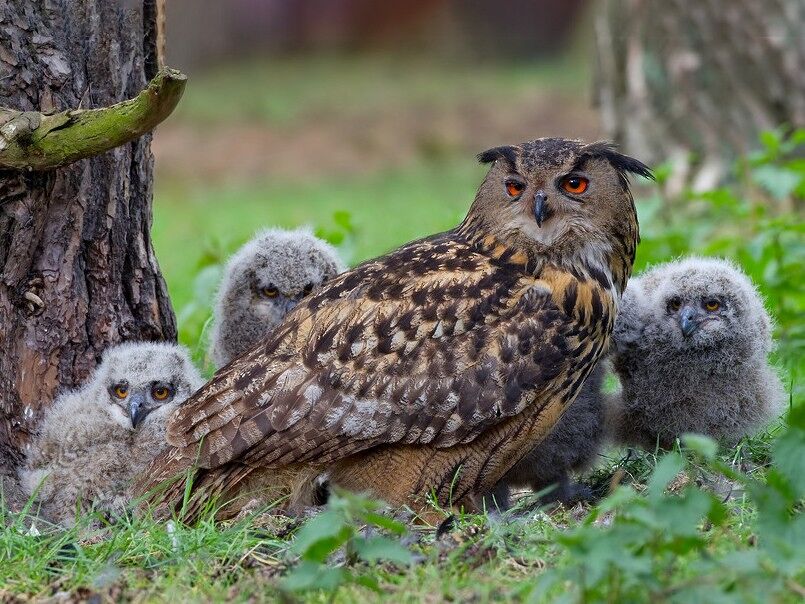 Uhu / Eagle-Owl (Bubo bubo), Zoo Kaiserslautern (Germany), …