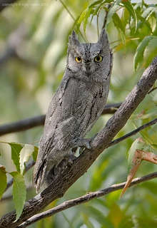 Pallid-Scops-Owl-LRK0112