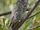 Pallid Scops Owl