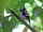 Visayan Broadbill