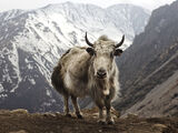 Wild Yak