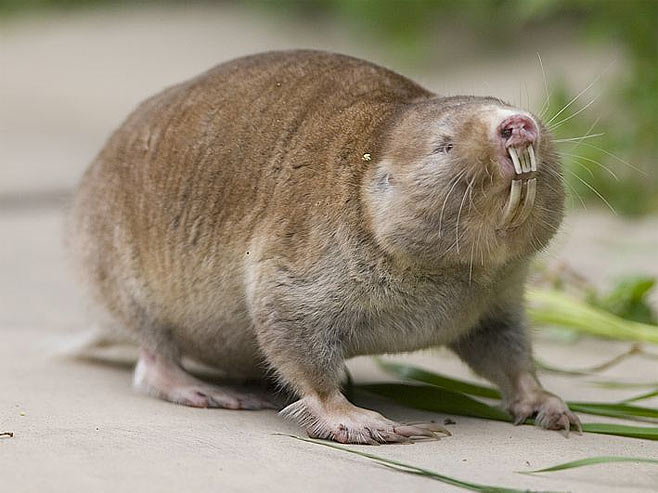 King African mole-rat - Wikiwand