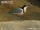 Egyptian Plover