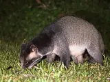 Masked Palm Civet