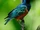 Superb Starling
