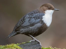 White Throated Dipper