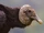 Black Vulture