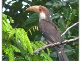 Austen's Brown Hornbill
