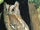 Eurasian Scops Owl