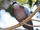 Collared Imperial Pigeon