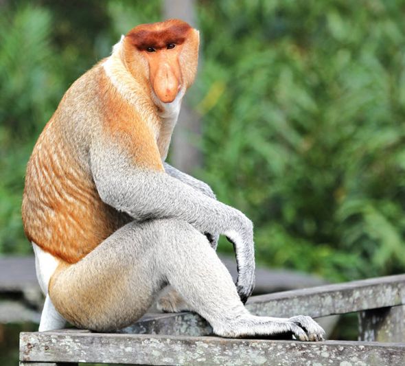 Proboscis Monkeys  New England Primate Conservancy