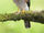 Eurasian Sparrowhawk