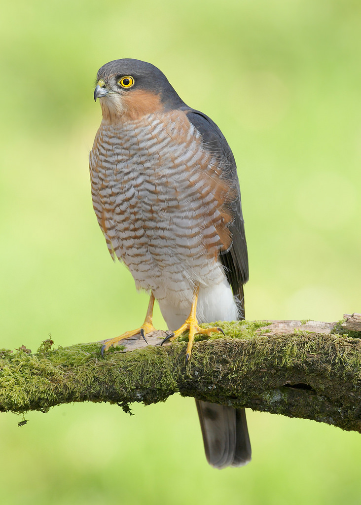 Eurasian sparrowhawk - Wikipedia