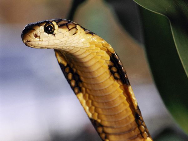 King Cobra, Animal Database