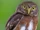 Central American Pygmy Owl