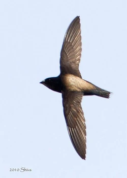 2010 12 30 brownbacked needletail