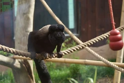 800px-Red-backed Bearded Saki