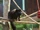 Brown-backed Bearded Saki