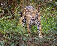 Jaguar2.webp (449 KB)