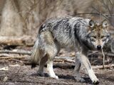 Mexican Wolf