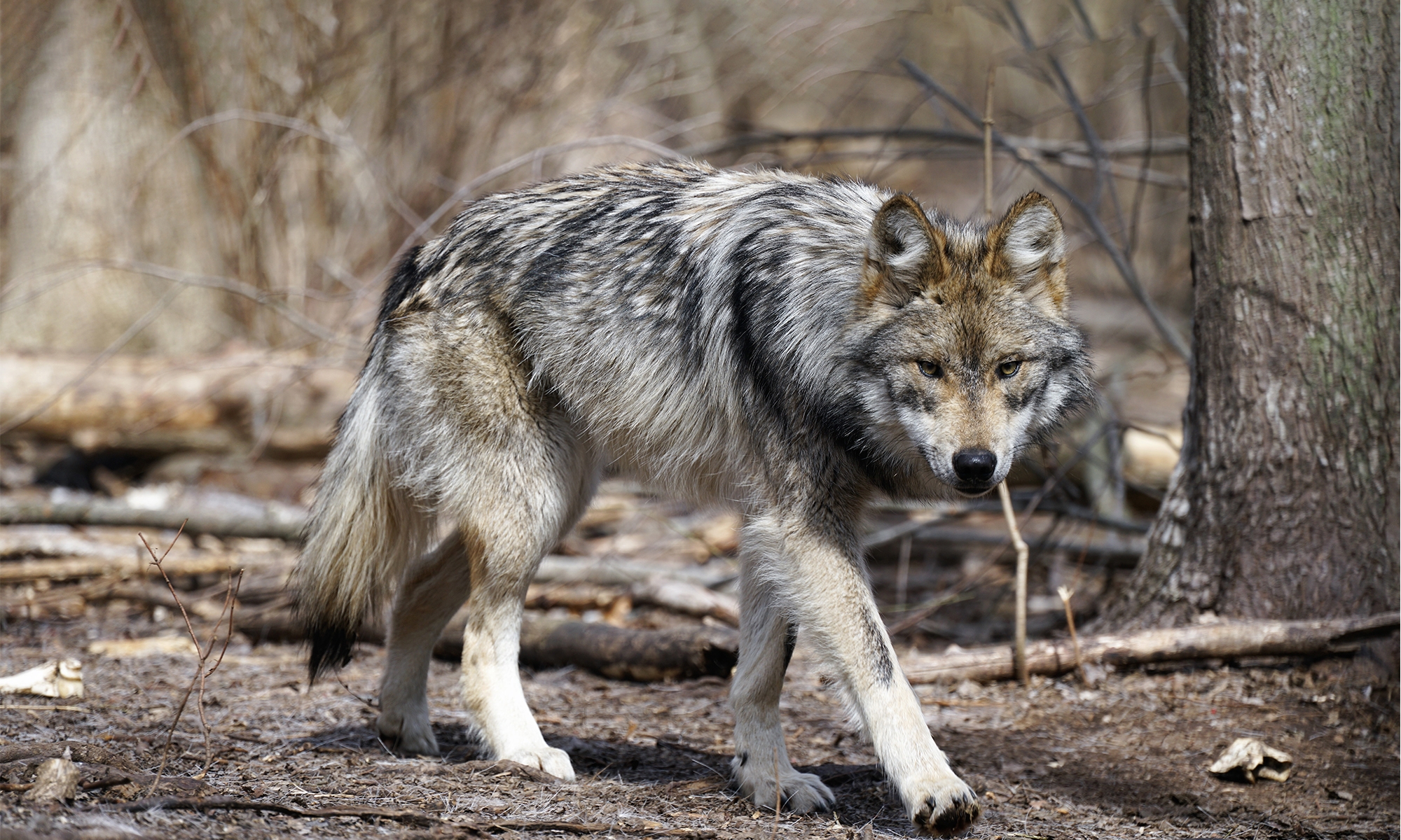 mexican wolf coyote hybrid
