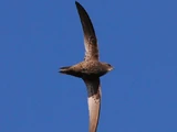 Mottled Swift
