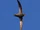 Mottled Swift