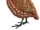 Stripe-Faced Wood Quail