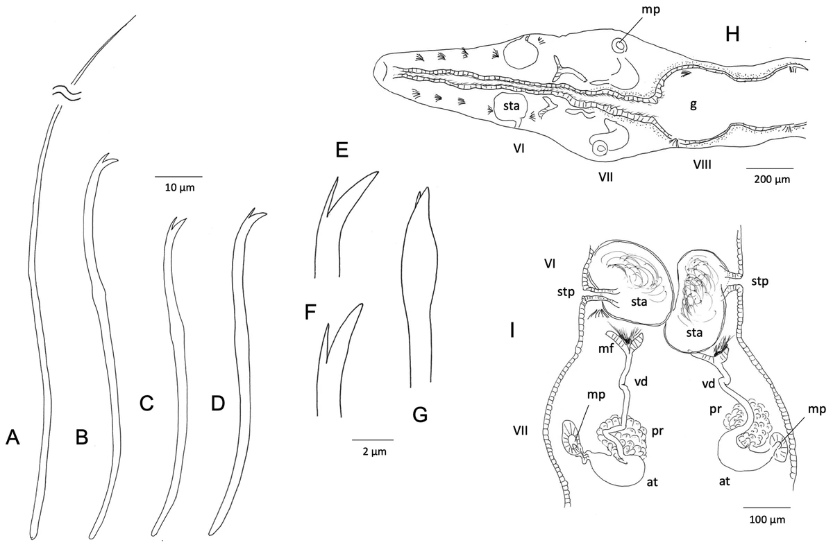 Aulodrilus pluriseta Animal Database Fandom