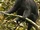 Black Colobus