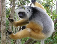 Diademed Sifaka