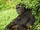 Eastern Chimpanzee