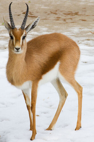 Dorcas Gazelle Animal Database Fandom