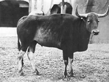 Kouprey