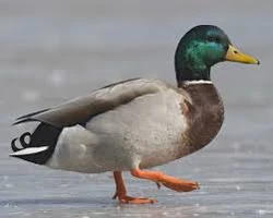 Mallard