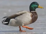 Mallard